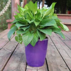 Strongwell Nordic Hydroponics Flower Pot Fairy Garden (Option: Purple-22)
